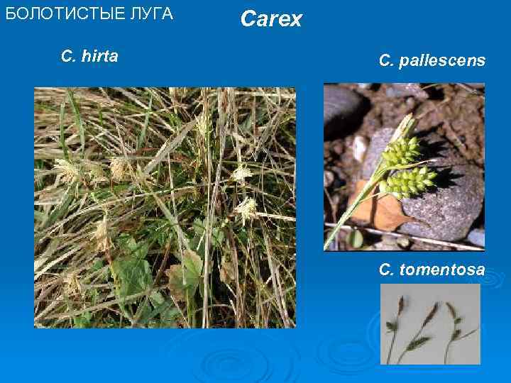БОЛОТИСТЫЕ ЛУГА C. hirta Carex C. pallescens C. tomentosa 