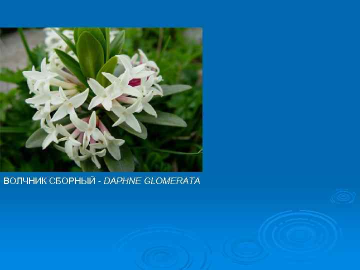 ВОЛЧНИК СБОРНЫЙ - DAPHNE GLOMERATA 