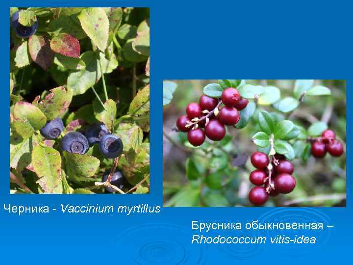 Черника - Vaccinium myrtillus Брусника обыкновенная – Rhodococcum vitis-idea 