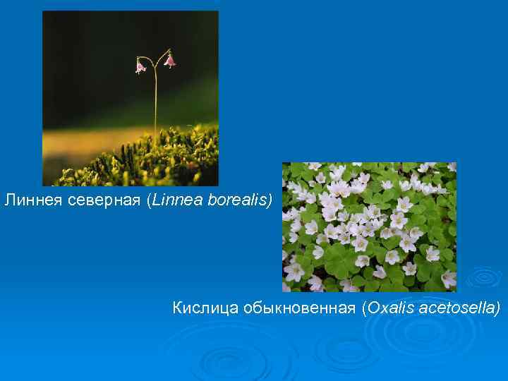 Линнея северная (Linnea borealis) Кислица обыкновенная (Oxalis acetosella) 