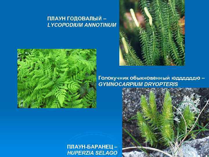ПЛАУН ГОДОВАЛЫЙ – LYCOPODIUM ANNOTINUM Голокучник обыкновенный юддддддю – GYMNOCARPIUM DRYOPTERIS ПЛАУН-БАРАНЕЦ – НUPERZIA