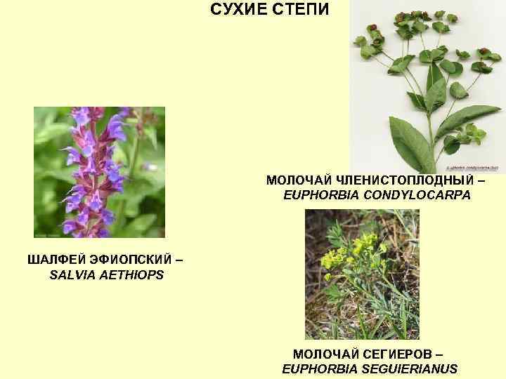 СУХИЕ СТЕПИ МОЛОЧАЙ ЧЛЕНИСТОПЛОДНЫЙ – EUPHORBIA CONDYLOCARPA ШАЛФЕЙ ЭФИОПСКИЙ – SALVIA AETHIOPS МОЛОЧАЙ СЕГИЕРОВ