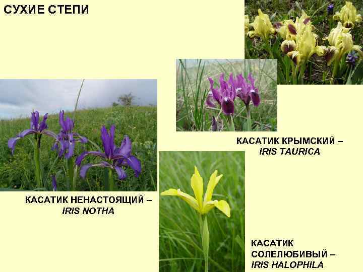 СУХИЕ СТЕПИ КАСАТИК КРЫМСКИЙ – IRIS TAURICA КАСАТИК НЕНАСТОЯЩИЙ – IRIS NOTHA КАСАТИК СОЛЕЛЮБИВЫЙ