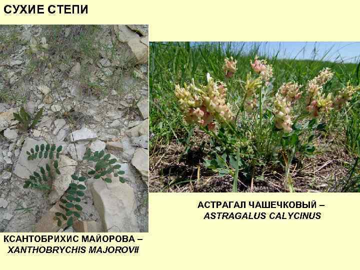 СУХИЕ СТЕПИ АСТРАГАЛ ЧАШЕЧКОВЫЙ – ASTRAGALUS CALYCINUS КСАНТОБРИХИС МАЙОРОВА – XANTHOBRYCHIS MAJOROVII 