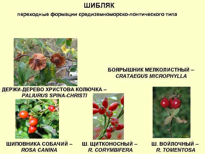 ШИБЛЯК переходные формации средиземноморско-понтического типа БОЯРЫШНИК МЕЛКОЛИСТНЫЙ – CRATAEGUS MICROPHYLLA ДЕРЖИ-ДЕРЕВО ХРИСТОВА КОЛЮЧКА –