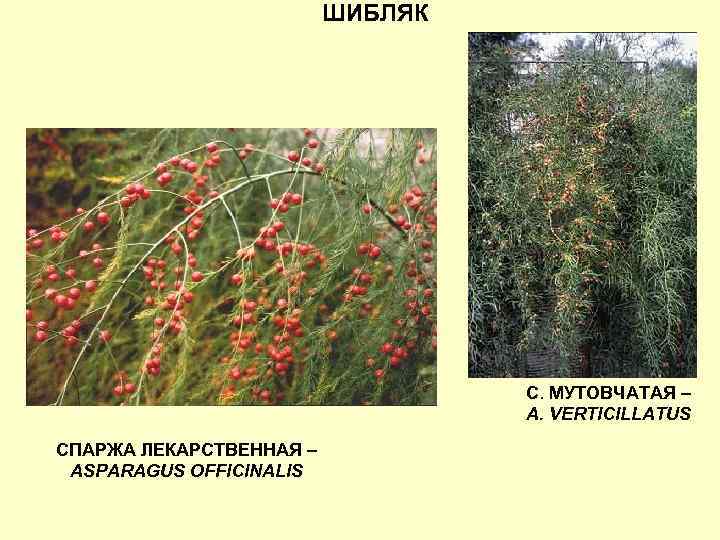 ШИБЛЯК С. МУТОВЧАТАЯ – A. VERTICILLATUS СПАРЖА ЛЕКАРСТВЕННАЯ – ASPARAGUS OFFICINALIS 