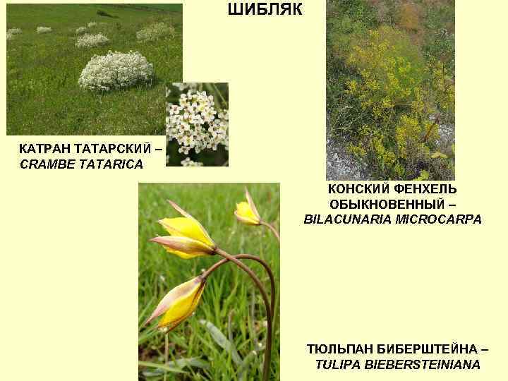 ШИБЛЯК КАТРАН ТАТАРСКИЙ – CRAMBE TATARICA КОНСКИЙ ФЕНХЕЛЬ ОБЫКНОВЕННЫЙ – BILACUNARIA MICROCARPA ТЮЛЬПАН БИБЕРШТЕЙНА