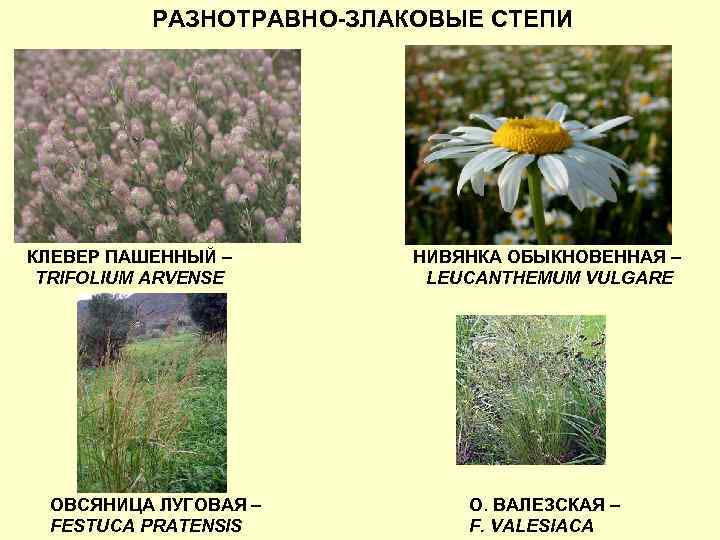 РАЗНОТРАВНО-ЗЛАКОВЫЕ СТЕПИ КЛЕВЕР ПАШЕННЫЙ – TRIFOLIUM ARVENSE ОВСЯНИЦА ЛУГОВАЯ – FESTUCA PRATENSIS НИВЯНКА ОБЫКНОВЕННАЯ