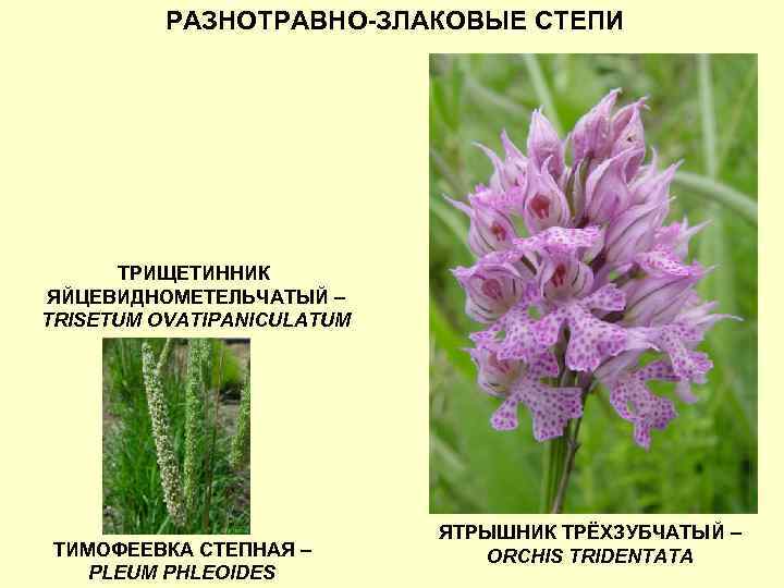 РАЗНОТРАВНО-ЗЛАКОВЫЕ СТЕПИ ТРИЩЕТИННИК ЯЙЦЕВИДНОМЕТЕЛЬЧАТЫЙ – TRISETUM OVATIPANICULATUM ТИМОФЕЕВКА СТЕПНАЯ – PLEUM PHLEOIDES ЯТРЫШНИК ТРЁХЗУБЧАТЫЙ