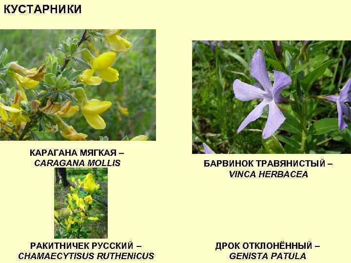 КУСТАРНИКИ КАРАГАНА МЯГКАЯ – CARAGANA MOLLIS РАКИТНИЧЕК РУССКИЙ – CHAMAECYTISUS RUTHENICUS БАРВИНОК ТРАВЯНИСТЫЙ –