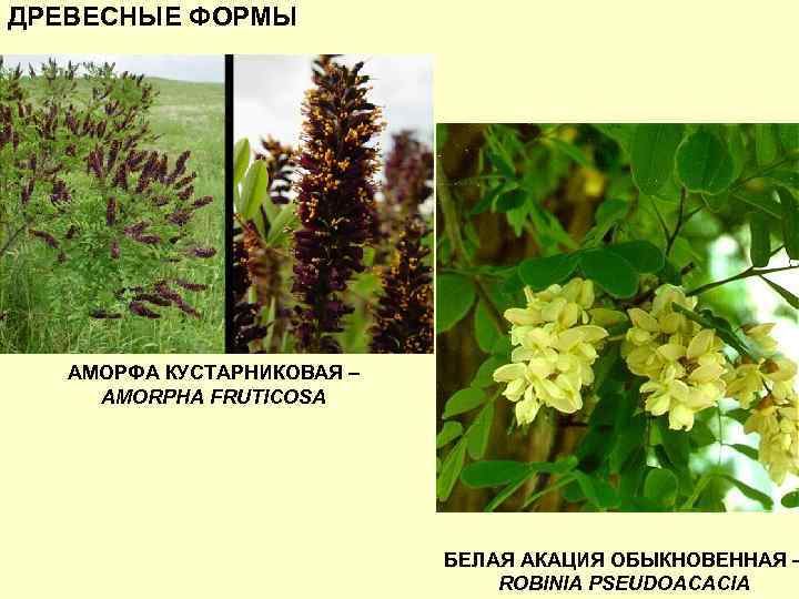 ДРЕВЕСНЫЕ ФОРМЫ АМОРФА КУСТАРНИКОВАЯ – AMORPHA FRUTICOSA БЕЛАЯ АКАЦИЯ ОБЫКНОВЕННАЯ – ROBINIA PSEUDOACACIA 