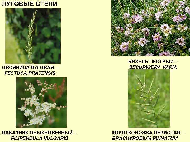 ЛУГОВЫЕ СТЕПИ ОВСЯНИЦА ЛУГОВАЯ – FESTUCA PRATENSIS ЛАБАЗНИК ОБЫКНОВЕННЫЙ – FILIPENDULA VULGARIS ВЯЗЕЛЬ ПЁСТРЫЙ