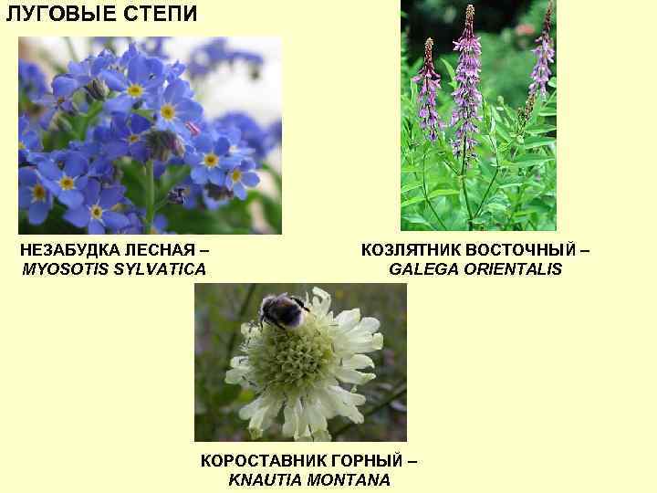 ЛУГОВЫЕ СТЕПИ НЕЗАБУДКА ЛЕСНАЯ – MYOSOTIS SYLVATICA КОЗЛЯТНИК ВОСТОЧНЫЙ – GALEGA ORIENTALIS КОРОСТАВНИК ГОРНЫЙ