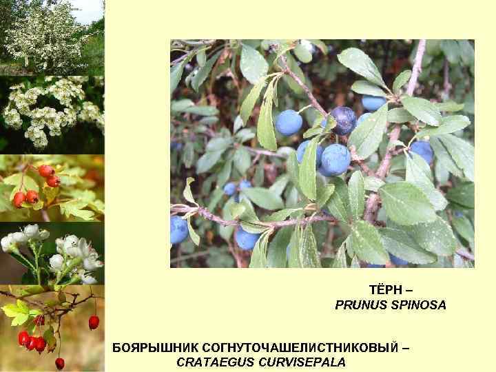 ТЁРН – PRUNUS SPINOSA БОЯРЫШНИК СОГНУТОЧАШЕЛИСТНИКОВЫЙ – CRATAEGUS CURVISEPALA 