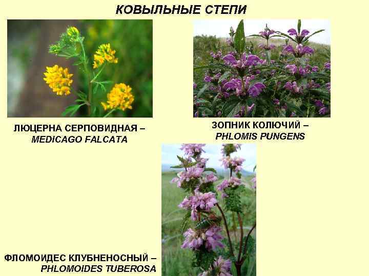 КОВЫЛЬНЫЕ СТЕПИ ЛЮЦЕРНА СЕРПОВИДНАЯ – MEDICAGO FALCATA ФЛОМОИДЕС КЛУБНЕНОСНЫЙ – PHLOMOIDES TUBEROSA ЗОПНИК КОЛЮЧИЙ