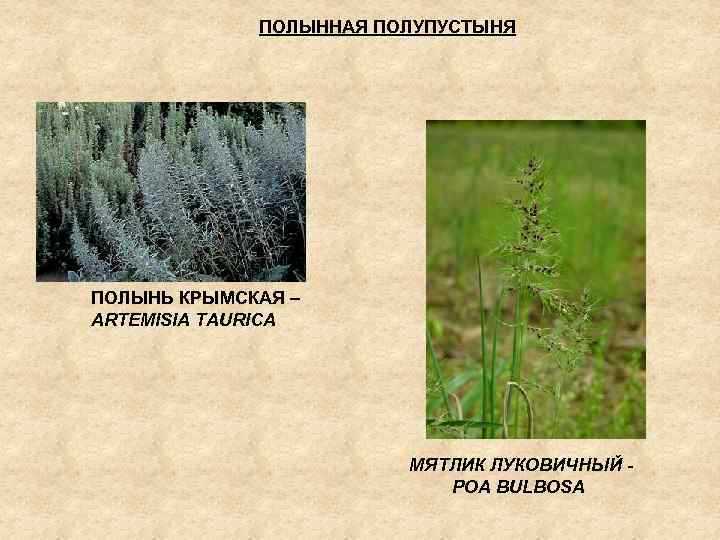 ПОЛЫННАЯ ПОЛУПУСТЫНЯ ПОЛЫНЬ КРЫМСКАЯ – ARTEMISIA TAURICA МЯТЛИК ЛУКОВИЧНЫЙ POA BULBOSA 