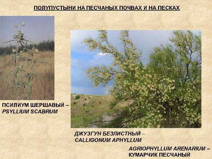 ПОЛУПУСТЫНИ НА ПЕСЧАНЫХ ПОЧВАХ И НА ПЕСКАХ ПСИЛИУМ ШЕРШАВЫЙ – PSYLLIUM SCABRUM ДЖУЗГУН БЕЗЛИСТНЫЙ