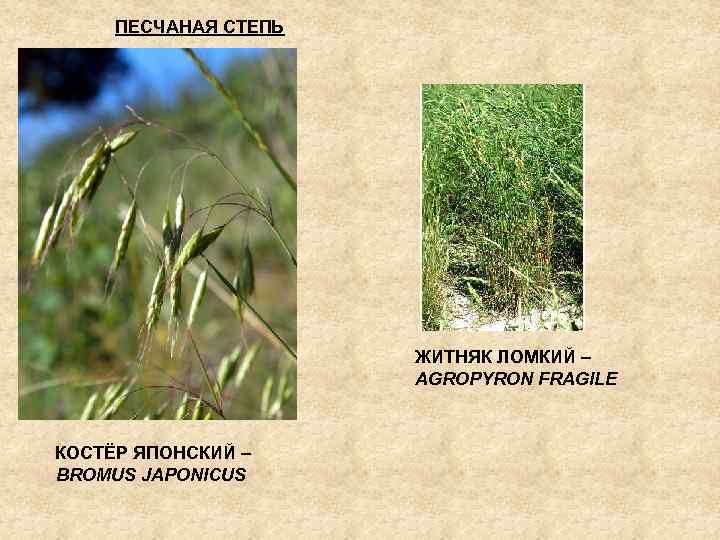 ПЕСЧАНАЯ СТЕПЬ ЖИТНЯК ЛОМКИЙ – AGROPYRON FRAGILE КОСТЁР ЯПОНСКИЙ – BROMUS JAPONICUS 