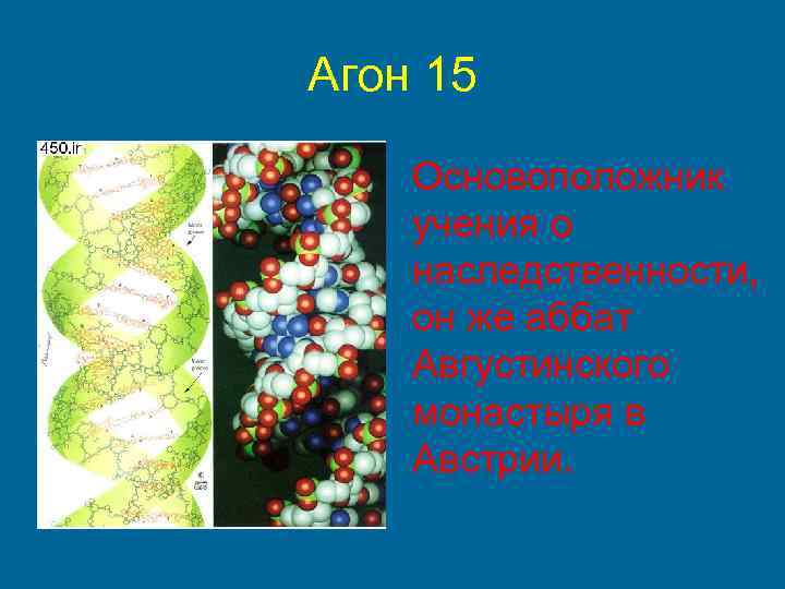 Агон 15 Основоположник учения о наследственности, он же аббат Августинского монастыря в Австрии. 