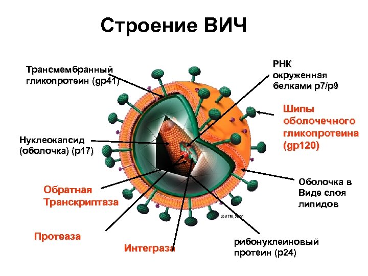 Строение вируса ВИЧ инфекции. Строение клетки вируса СПИДА. Схема строения вируса иммунодефицита человека. Поражаемые структуры спида