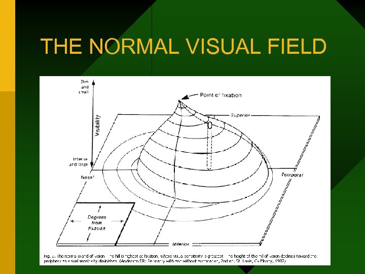 THE NORMAL VISUAL FIELD 