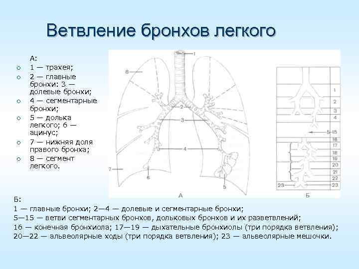 Правое легкое по лондонской схеме состоит из сегментов