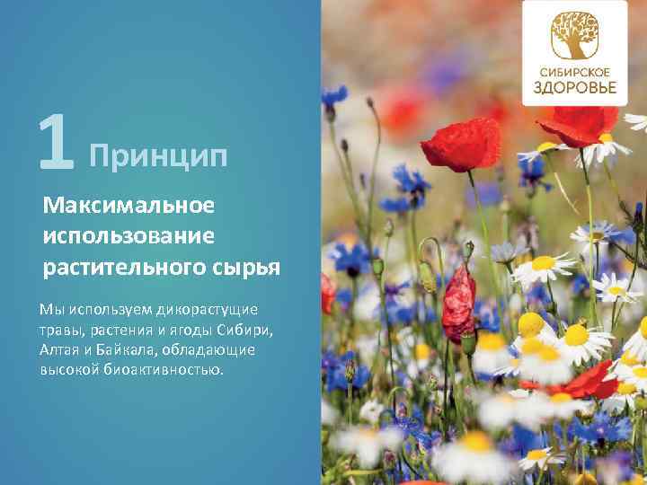 1 Принцип Максимальное использование растительного сырья Мы используем дикорастущие травы, растения и ягоды Сибири,