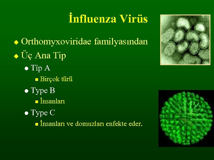 İnfluenza Virüs Orthomyxoviridae familyasından Üç Ana Tip A Type B Birçok türü İnsanları Type