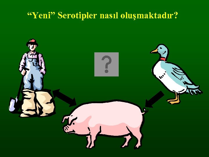 “Yeni” Serotipler nasıl oluşmaktadır? 