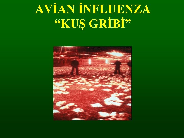 AVİAN İNFLUENZA “KUŞ GRİBİ” 