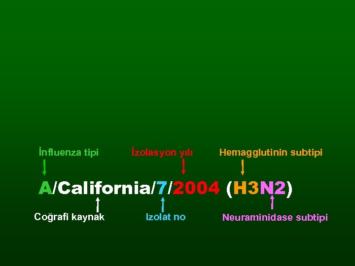 İnfluenza tipi İzolasyon yılı Hemagglutinin subtipi A/California/7/2004 (H 3 N 2) Coğrafi kaynak Izolat