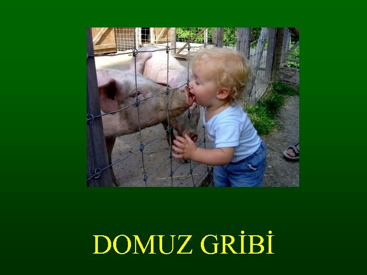 DOMUZ GRİBİ 
