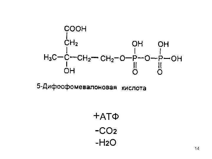 +АТФ -СО 2 -Н 2 О 14 