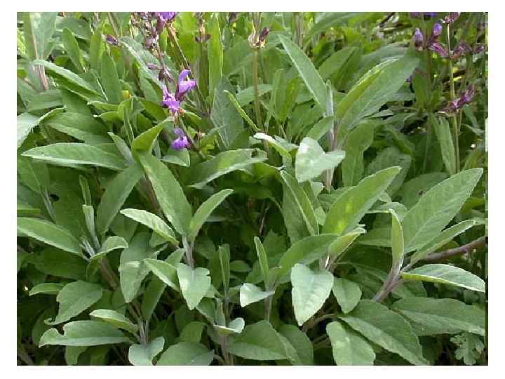 Листья шалфея (Folia Salviae). Шалфей лекарственный (Salvia officinalis). Яснотковые (Lamiaceae). Обладают выраженной антимикробной активностью