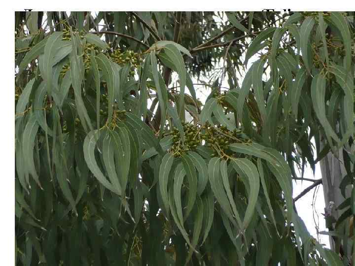 Листья эвкалипта прутовидного (Folia Eucalypti viminalis). Эвкалипт прутовидный (Eucalyptus viminalis). Миртовые (Myrtaceae). Листья эвкалипта