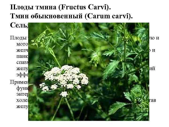Плоды тмина (Fructus Carvi). Тмин обыкновенный (Carum carvi). Сельдерейные (Apiaceae). Плоды тмина возбуждают аппетит,