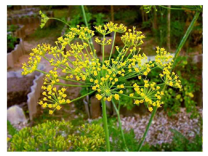 Плоды укропа (Fructus Anethi). Укроп огородный (Anethum graveolens). Сельдерейные (Apiaceae). Плоды укропа повышают секрецию