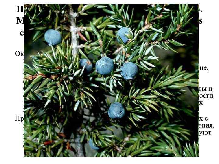 Плоды можжевельника (Fructus Juniperi). Можжевельник обыкновенный (Juniperus communis). Кипарисовые (Cupressaceae). Оказывают мочегонное действие, усиливая