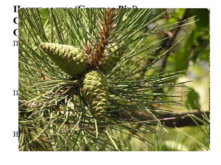 Почки сосны (Gemmae Pini). Сосна обыкновенная (Pinus silvestris). Сосновые (Pinaceae). Почки сосны обладают отхаркивающим