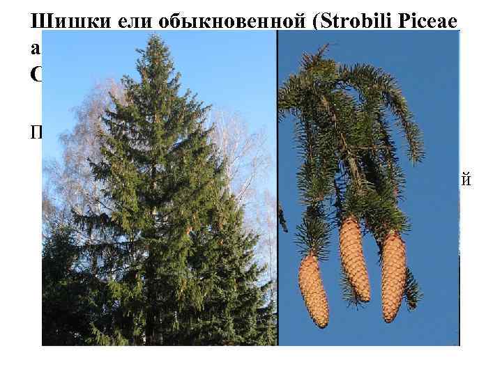 Шишки ели обыкновенной (Strobili Piceae abietis). Ель обыкновенная (Picea abies). Сосновые (Pinaceae). По химическому