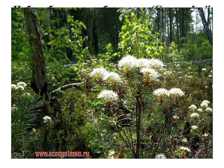 Побеги багульника болотного (Cormus Ledi palustris). Багульник болотный (Ledum palustre). Вересковые (Ericaceae). Эфирные масла