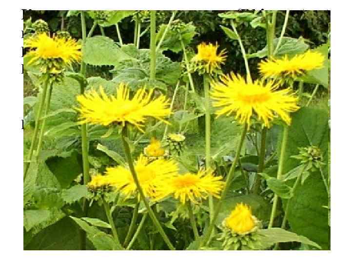 Корневища и корни девясила (Rhizomata et radices Inulae). Девясил высокий (Inula helenium). Астровые (Asteraceae).