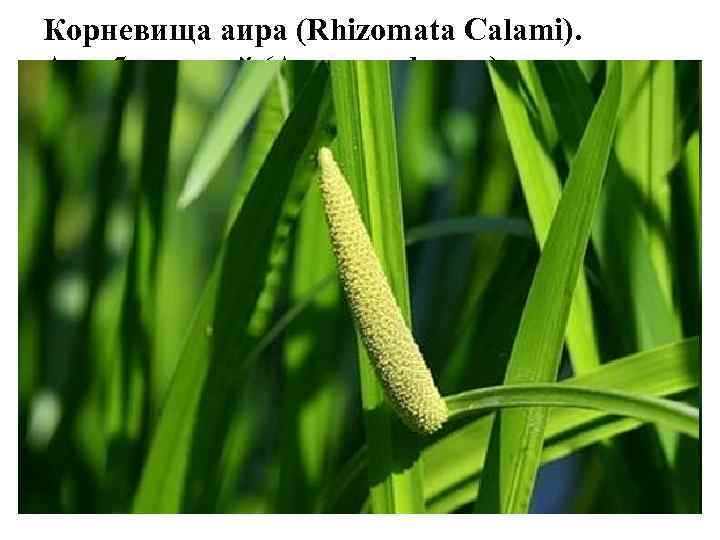 Корневища аира (Rhizomata Calami). Аир болотный (Acorus calamus). Ароидные (Araceae). Эфирные масла и горькие