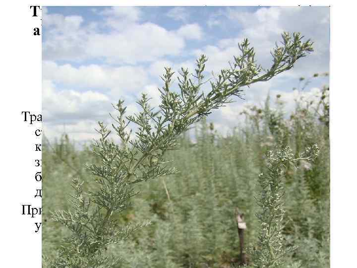 Трава полыни горькой (Herba Artemisiae absinthii). Листья полыни горькой (Folia Artemisiaе absinthii). Полынь горькая