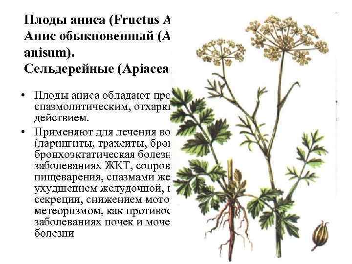 Плоды аниса (Fructus Anisi). Анис обыкновенный (Anisum vulgare, Pimpinella anisum). Сельдерейные (Apiaceae). • Плоды