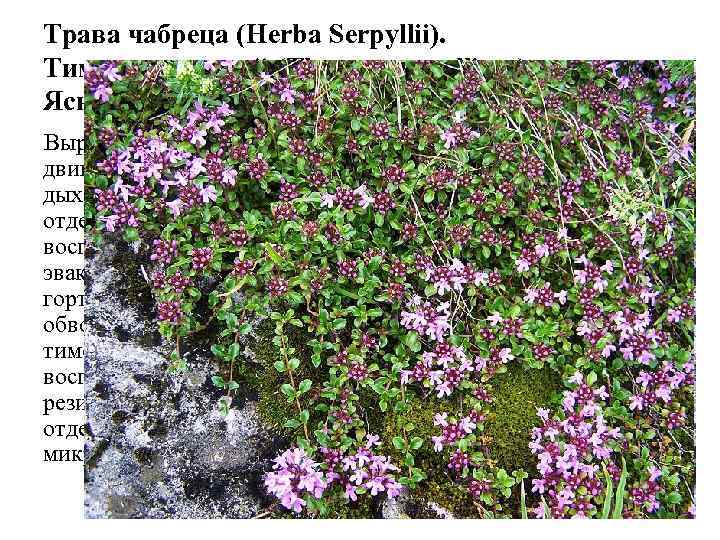 Трава чабреца (Herba Serpyllii). Тимьян ползучий (Thymus serpyllium). Яснотковые (Lamiaceae). Выражены отхаркивающие свойства, стимулирует