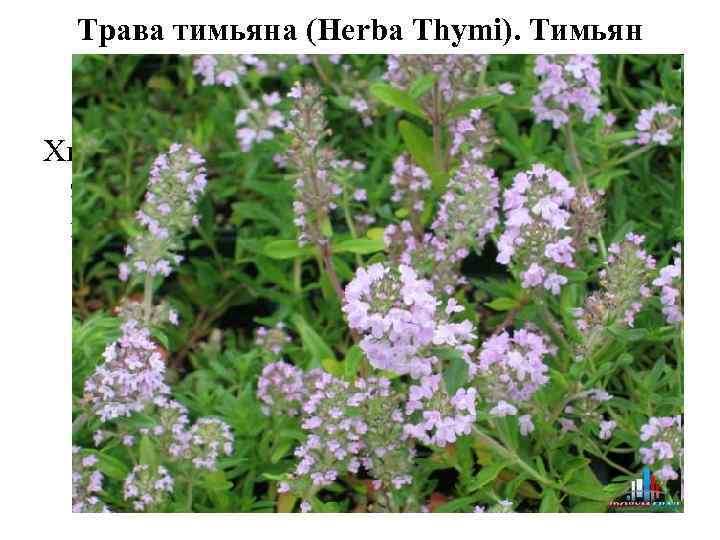 Трава тимьяна (Herba Thymi). Тимьян обыкновенный (Thymus vulgaris). Яснотковые (Lamiaceae). Химический состав, фармакологические эффекты