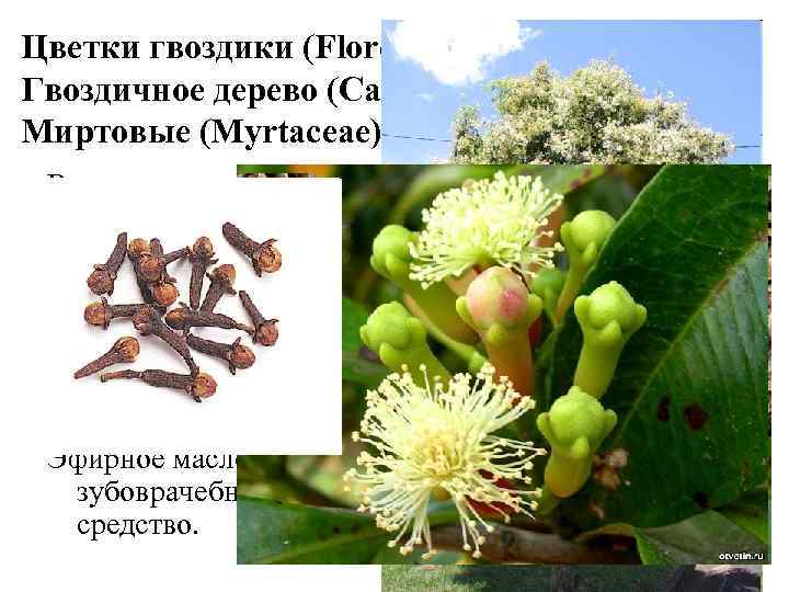 Цветки гвоздики (Flores Caryophylli) Гвоздичное дерево (Caryophyllum aromaticus) Миртовые (Myrtaceae) В медицине гвоздику применяют