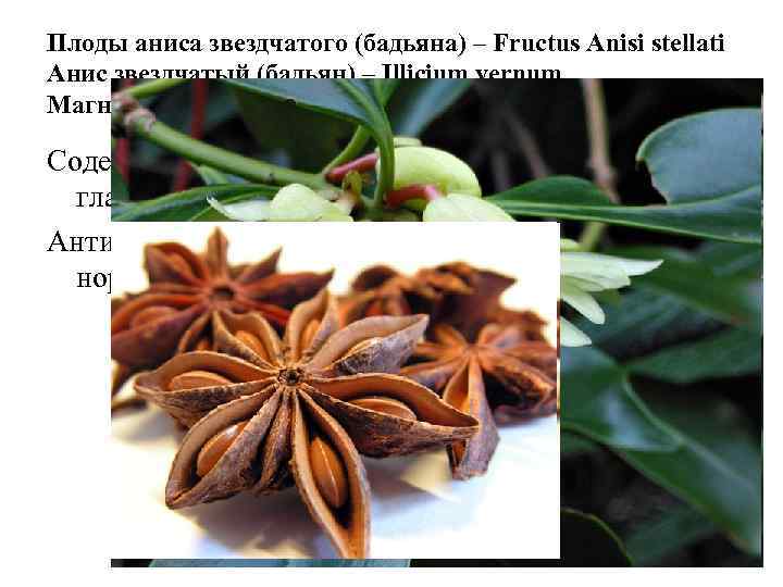 Плоды аниса звездчатого (бадьяна) – Fructus Anisi stellati Анис звездчатый (бадьян) – Illicium vernum