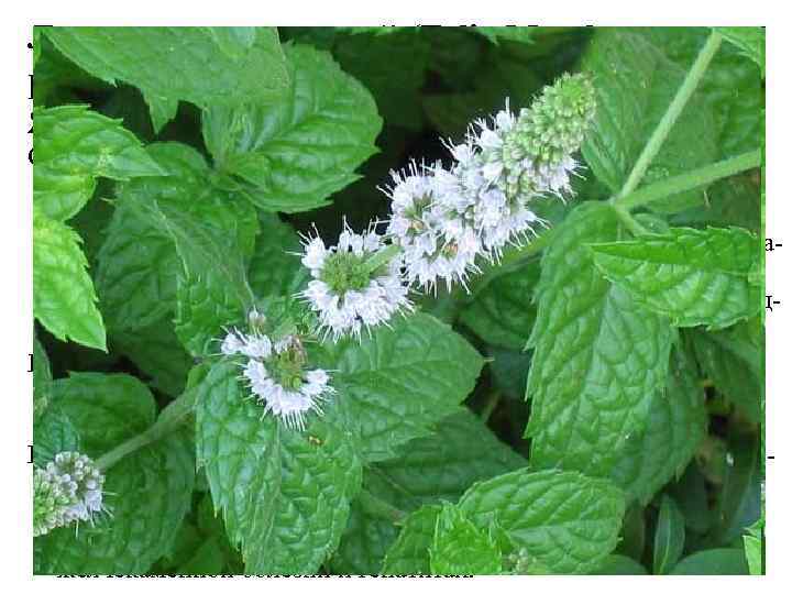 Листья мяты перечной (Folia Menthae piperitae). Мята перечная (Mentha piperita). Яснотковые (Lamiaceae). Обладают успокаивающими,